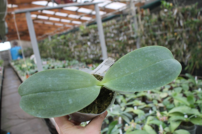 Phalaenopsis LD Giga King 'Mituo #1'.jpg