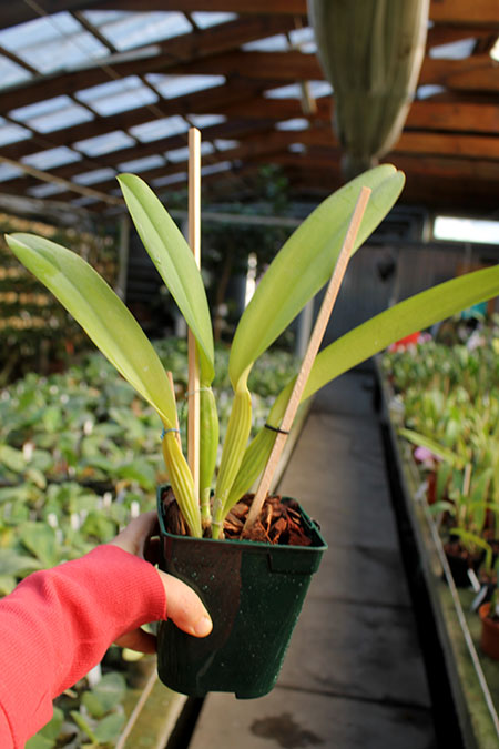 Cattleya labiata alba x Cattleya labiata roxo bispo 'Urbano'.jpg