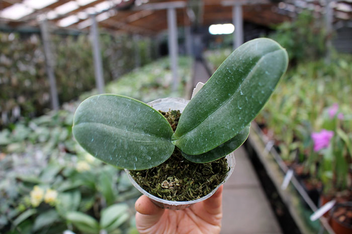 Phalaenopsis I-Hsin 'Spot Eagle'.jpg