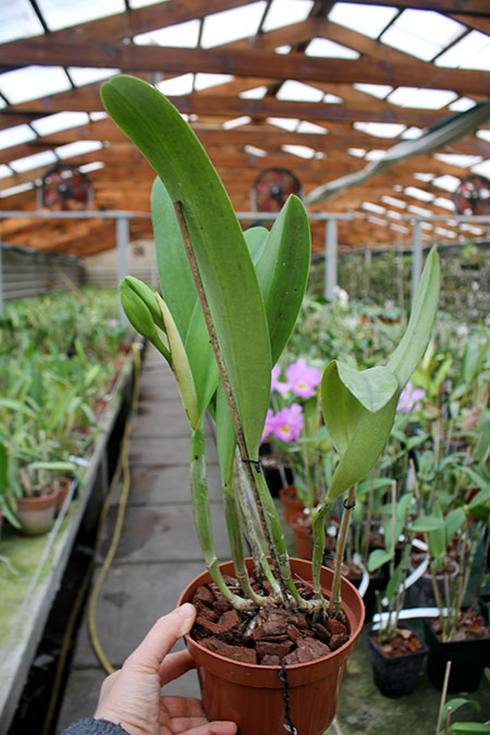 Rhyncholaeliocattleya Blanche Aisaka 'Yuki' (Brassolaeliocattleya Meditation x Laeliocattleya Stephen Oliver Fouraker).jpg