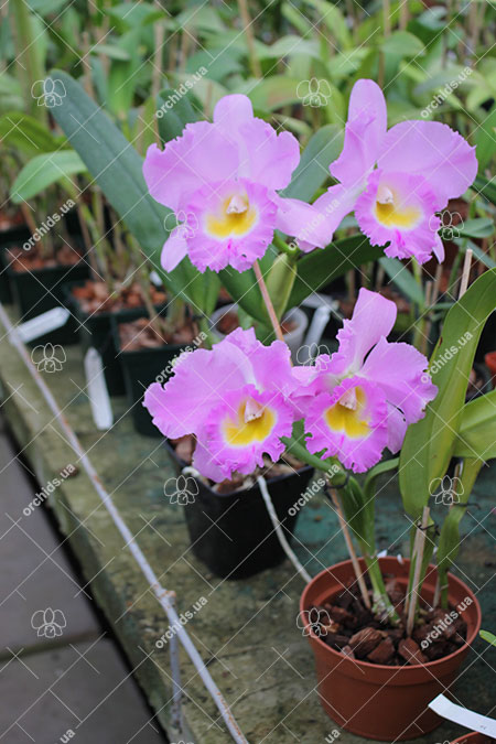 Rhynchosophrocattleya Mormilani Jewel 'Chunfong'.jpg