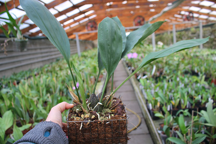 Stanhopea jenischiana.jpg