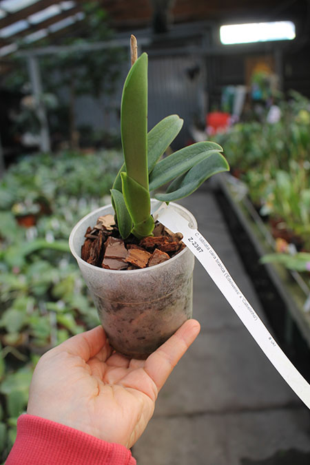 Cattleya labiata (cara branca) 'Edelweiss' x labiata (cara branca) 'Cabelinho'.jpg