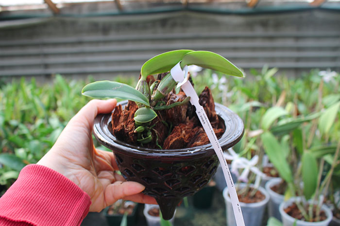 Cattleya walkeriana flamea 'Da Terezinha' x walkeriana flamea 'Athayde'.jpg