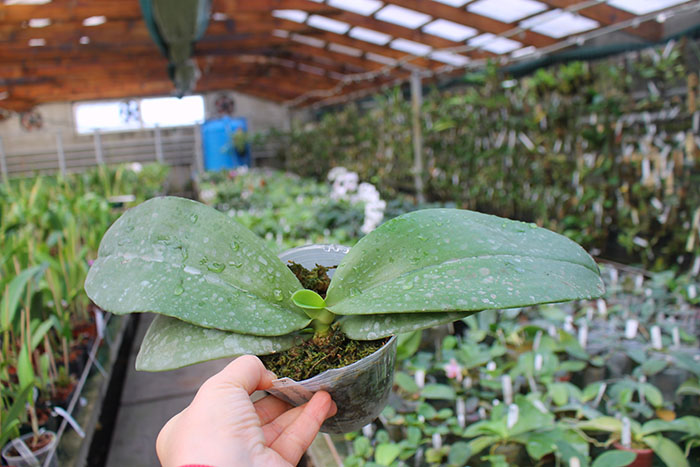 Phalaenopsis Jong's Gigan Cherry 'Prince'.jpg