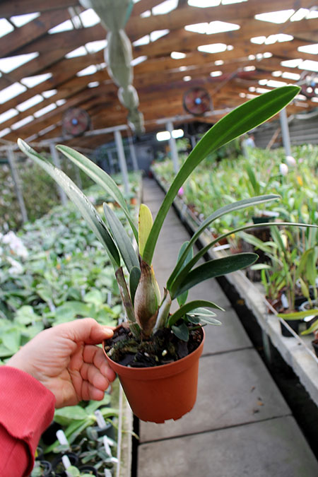 Laelia Zip (tenebrosa x milleri).jpg