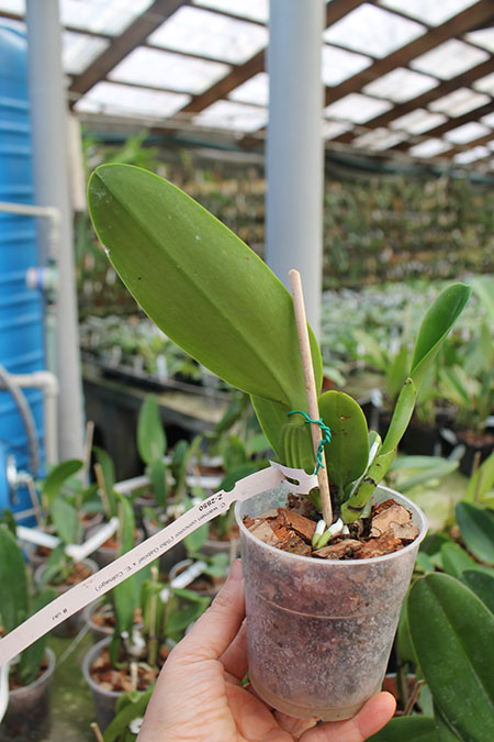 Cattleya warneri concolor 'Sao Gabriel' x warneri concolor 'E Colnago'.jpg