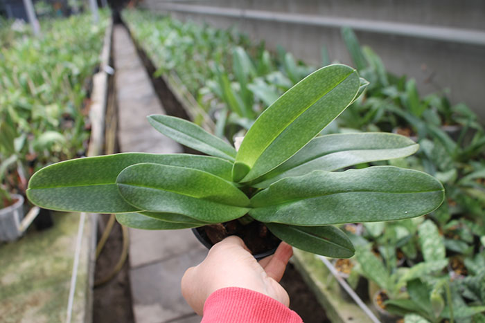 Paphiopedilum White Knight x Ice Age.jpg