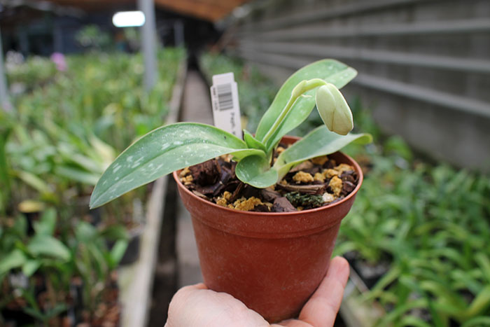 Paphiopedilum ang thong alba.jpg