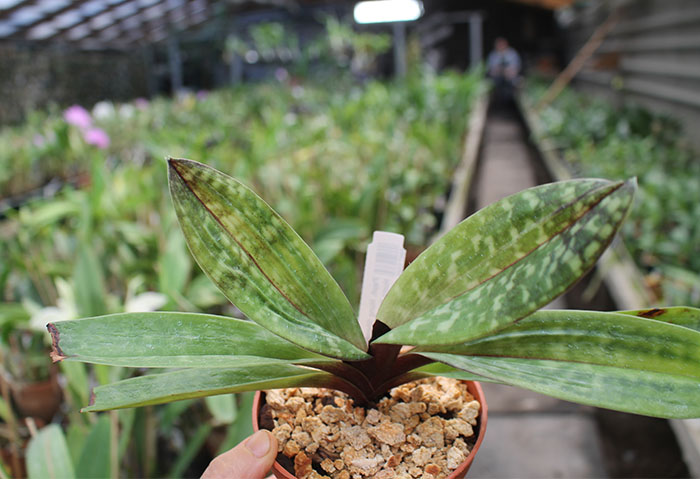 Paphiopedilum Hung Sheng Flame x Hung Sheng Ruby.jpg