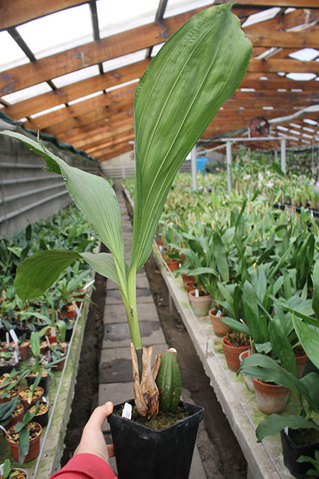 Anguloa brevilabris x cliftonii.jpg