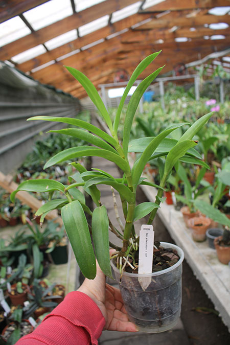 Dendrobium antennatum.jpg