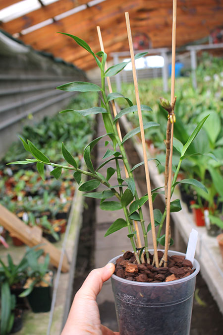 Dendrobium sulawesiense x lawesii 'Orange'.jpg