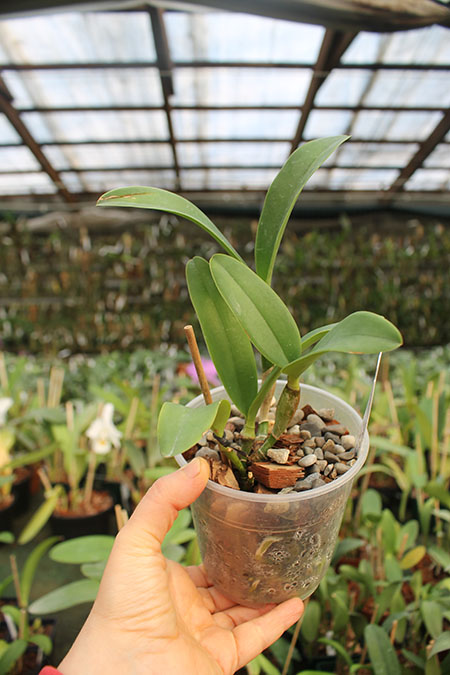 Sophrolaeliocattleya Katherine Clarkson 'SVO' x Mem Evelyn Paquette 'SVO'.jpg