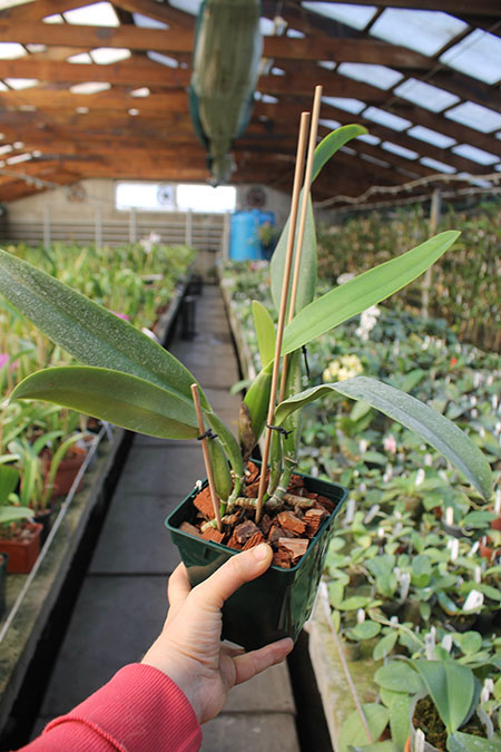 Cattleya trianae tipo 'Fine Variety' (98-8) x Cattleya trianae 'India' (10-8).jpg