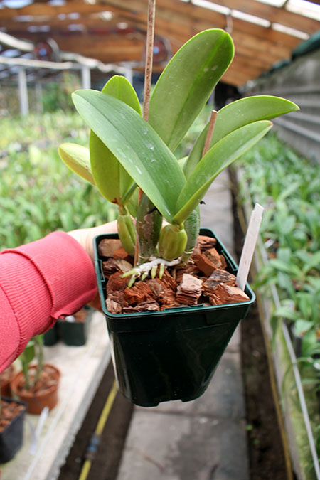 Cattleya Sea Breeze 'Fellraths Pride'.jpg
