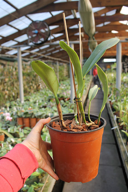 Cattleya trianae tipo 'Giant' x Cattleya trianae (Rolf Altenburg x Vitoria Castro).jpg