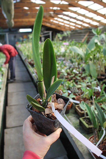 Cattleya trianae concolor 'Z-153- Nr 1' x trianae concolor 'Z-153- Nr 2'.jpg