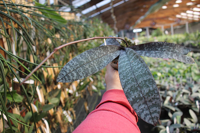 Phalaenopsis schilleriana.jpg