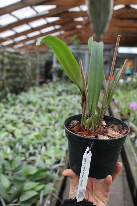 Cattleya labiata 'Yellow Eyes' x self.jpg