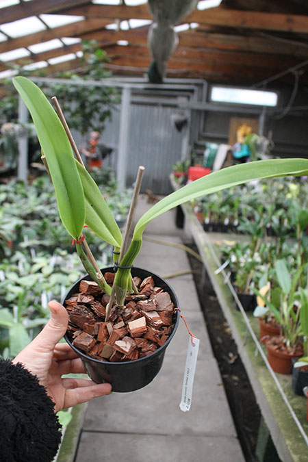 Cattleya labiata concolor 'Simoes' SELF.jpg