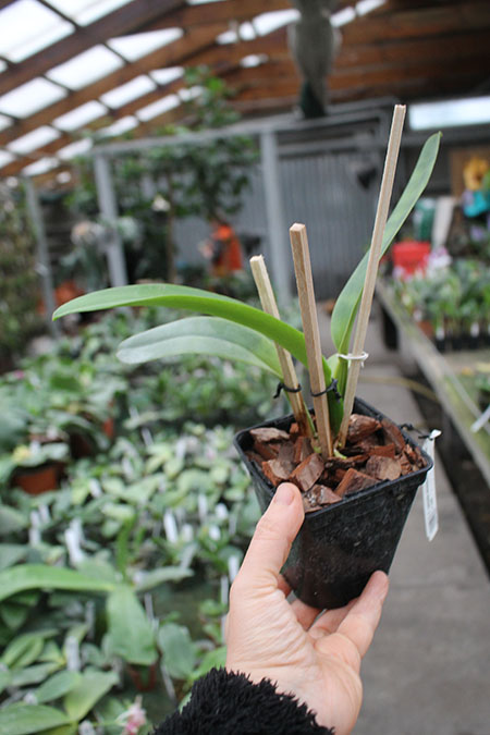 Cattleya labiata amesiana 'Mandarim' x self.jpg