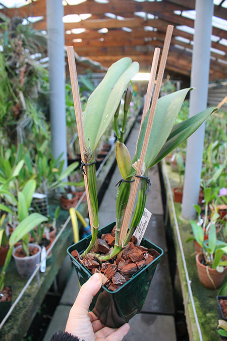 Cattleya schroederae.jpg