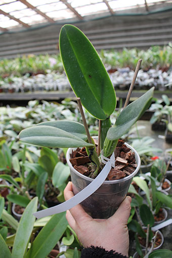 Cattleya warneri coerulea 'Suzuki' x warneri coerulea '351'.jpg