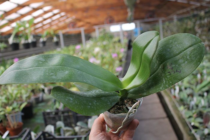 Phalaenopsis Mituo Diamond 'Panda'.jpg