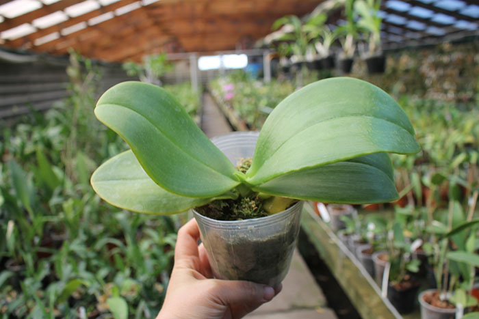 Phalaenopsis Joy Spring Tina 'Anaconda' (Natasha x Hsu Li-Shian).jpg