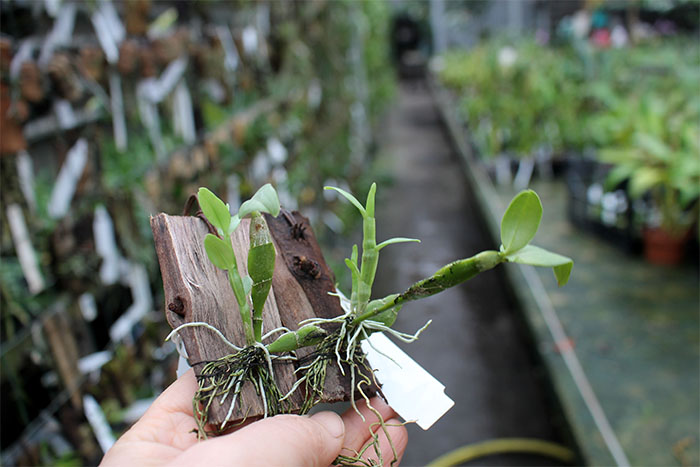 Dendrobium trantuanii.jpg