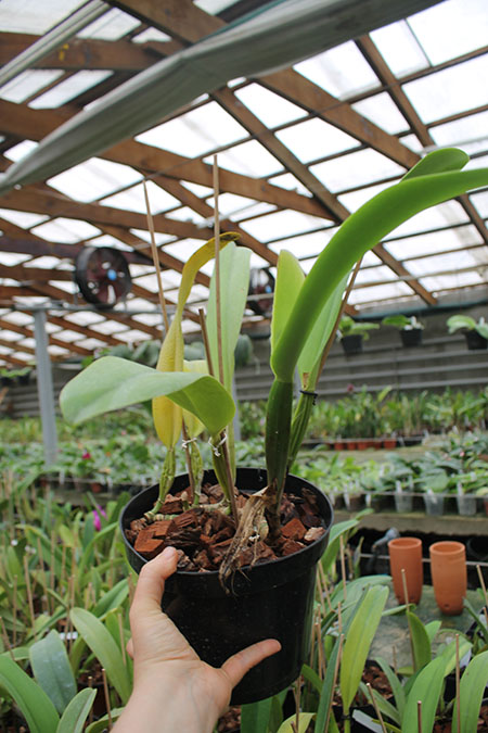 Cattleya trianae amesiana A x Cattleya trianae amesiana B.jpg