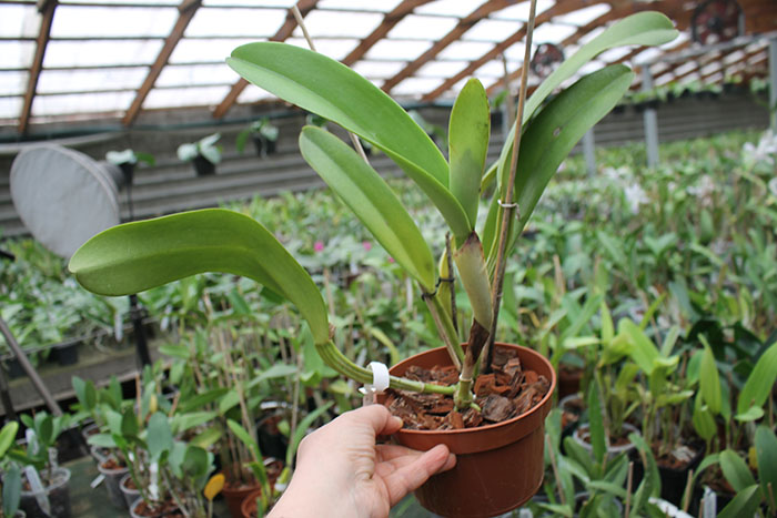 Cattleya warscewiczii tipo 'Hector' x SELF.jpg