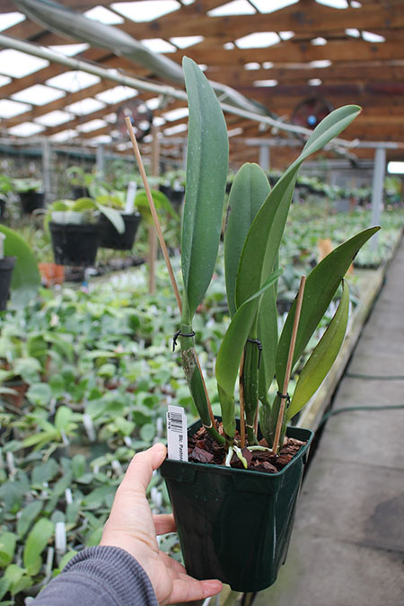 Brassolaeliocattleya Pastoral Innocence.jpg