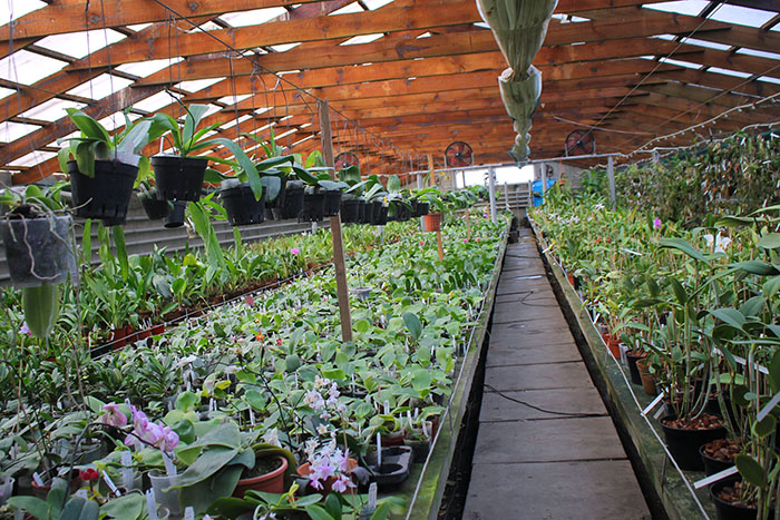 теплица орхидей
