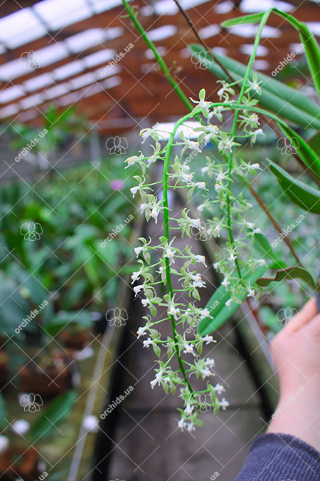 Epidendrum cristatum.jpg