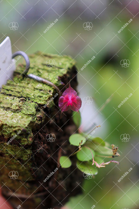 Lepanthes tsubotae.jpg