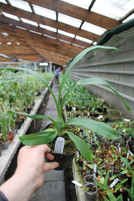 Clowesetum Alexandra Savva.jpg