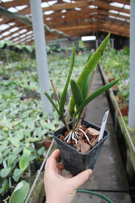 Brassocattleya Star Ruby 'Xanadu'.jpg
