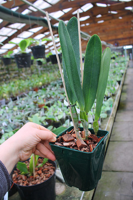 Laelia crispa carnea 'Mignon' x self.jpg