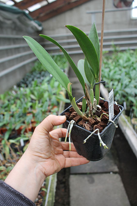 Potinara Tzeng-wen Free x (PrincessTakamado x Blc Chianhoo Beauty).jpg