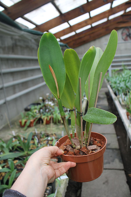 Potinara Susan Fender 'Cover Girl'.jpg