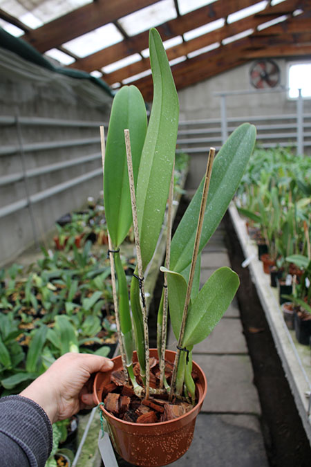 Cattleya Horace 'Maxima'.jpg