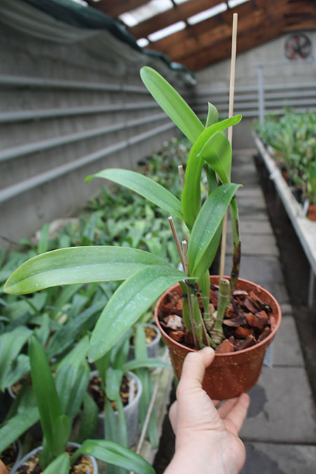 Cattleya Duckitt Ruby No 5 x Laelia anceps lineata.jpg