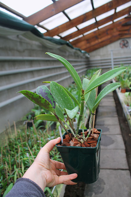 Cattleya Tian Mu 'Sesame'.jpg