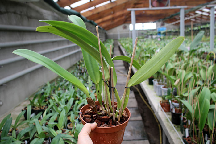 Laeliocattleya C G Roebling 'Blue Indigo'.jpg