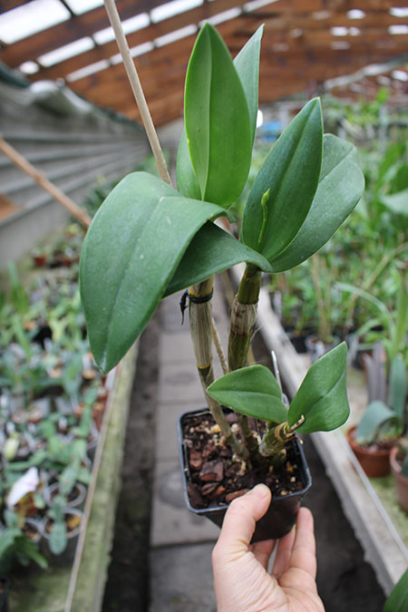 Dendrobium Micro Chip x Nida.jpg