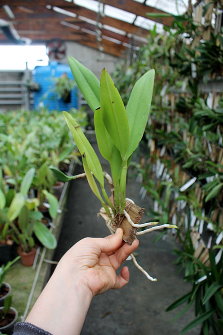 (Cattleya Caudebec x Laeliocattleya Seagulls Royal Suit).jpg