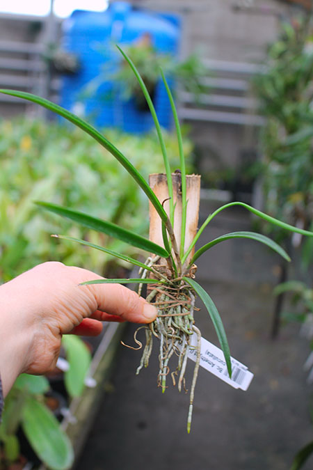 Brassocattleya Amethyst (Laelia purpurata x Brassavola cucullata).jpg