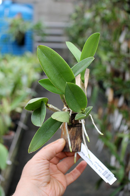 Cattlianthe Tiny Treasure 'Star Amethyst'.jpg